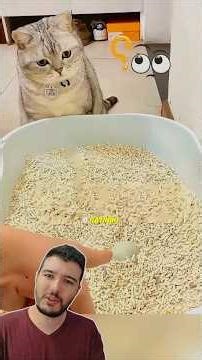 The Curious Case of the Cat That Laid an Egg! 🤣