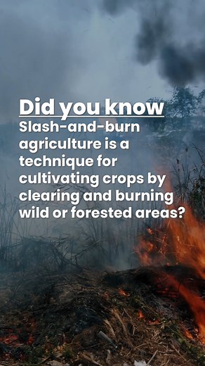 Slash-and-burn agriculture, often known as 'Swidden Farming,' is a traditional cultivation method practiced in regions all over the world, where farmers engage in a unique and cyclical approach to food production. This farming technique begins with the clearing of forests by cutting down trees and woody plants, and then allowing the 'slash' (cut vegetation) to dry. As the rainy season approaches, the dried biomass is intentionally burned. This controlled burning not only clears the land but also