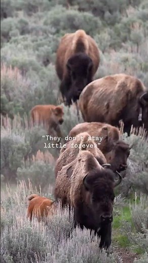 The changes in these Baby Bison we saw in Yellowstone from May-October was wild. Kids grow up quick!