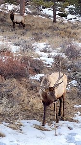 8.7K views · 146 reactions | Have you ever seen an elk eat mullein?...