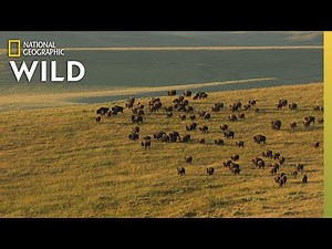Yellowstone’s Iconic Animals | Gray Wolf