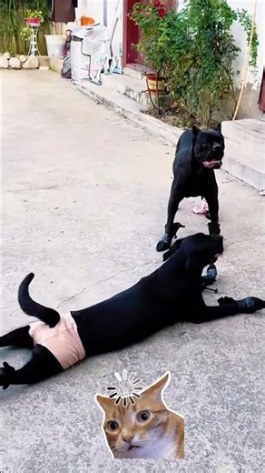 🐶 Can My Dog Wear Clothes Funny Dog Fashion Moment! 😂 #Shorts