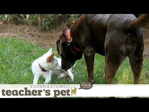 Socializing a Puppy 2: Meeting Adult Dogs | Teacher's Pet With Victoria Stilwell