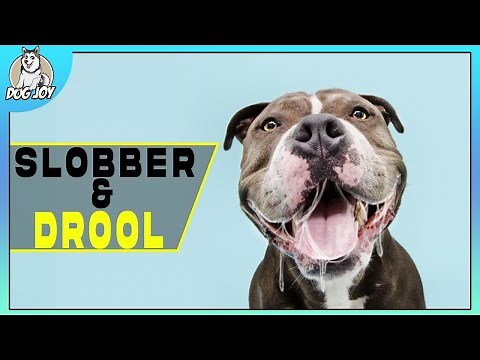 Slobber Alert: The Most Drooling Dog Breeds Revealed