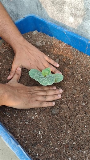 Pumpkin Seedling Transplant in Grow Bag | Easy Kitchen Gardening Method | Jeet Vlog 3.0