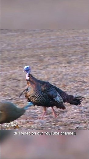 SOUND UP! These turkey sounds are insane! #turkeyhunt #hunting #spring #turkeyseason