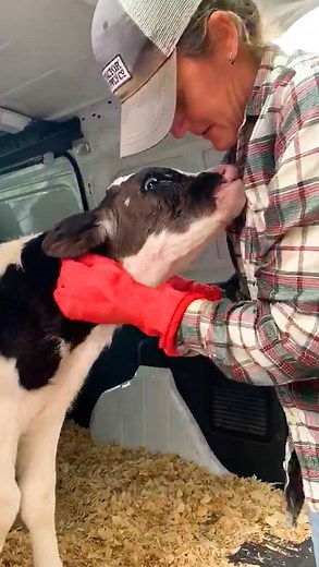 664K views · 10K reactions | The first time he felt comfort 凉 (: @lancasterfarmsanctuary) | The Dodo | Facebook