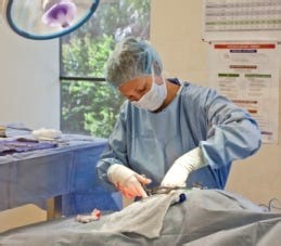 Spay & Neuter Surgery