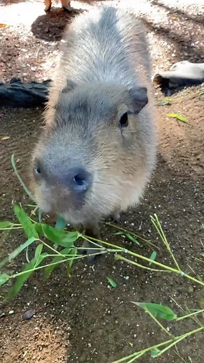 Leave a ❤️ if you love Capybaras! Today we celebrate Capybara Appreciation Day with our beautiful Capybaras, George, Jerry and Elaine! Native to South America, the Capybara is the largest rodent in the world! They are a highly social species and are closely related to Guinea Pigs and Rock Cavies. Come and visit George, Jerry and Elaine in our Lost Valley Precinct! If you’d like to meet this cheeky trio, take a look at our Capybara Encounter! Head to our website to learn more. Link in bio. #Curru