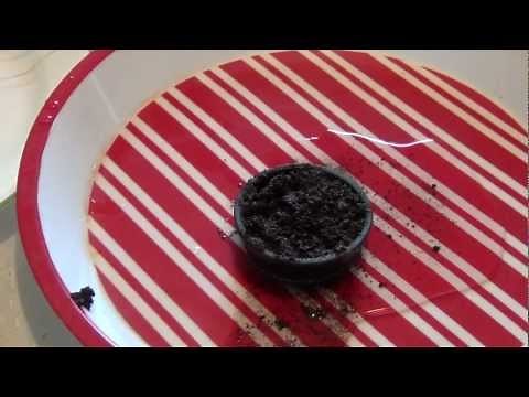 How to grow a mini Bonsai tree.