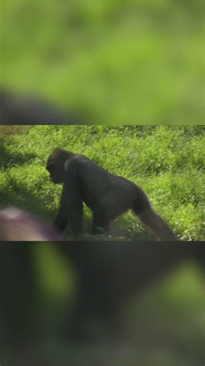 Gorilla Moment at the St. Louis Zoo 🦍 | Strength & Intelligence