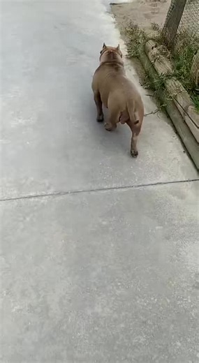 #americanbullylover🔥🔥🔥 #americanbullylover #americanbullyexotic | American Bully Dog