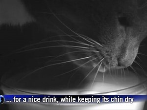 Scientists using video reveal mechanics behind cat lapping