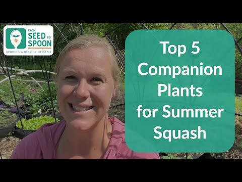 🌱 Top 5 Companion Plants for Summer Squash + a Bonus Tip to Help Battle Squash Bugs!