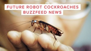 563K views · 2.2K reactions | Scientists are developing cockroach robots to help victims during natural disasters. | BuzzFeed Science | Facebook