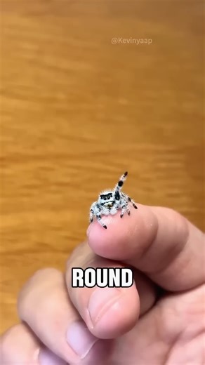 Cutest spider ever. #facts #knowledge