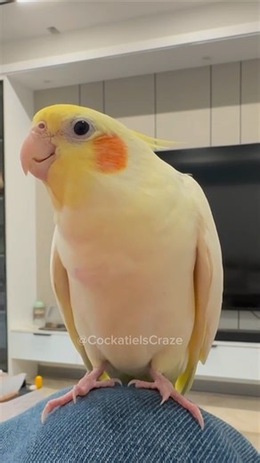 Charming Cockatiel's Delightful Cookie Song Training ✨🦜🎶♥️ #cockatielscraze #cockatiel #vibrantbirds
