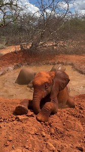 10K views · 756 reactions | Frogs, assemble! Korbessa always enjoys a...