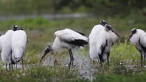 Wood stork nesting season in Florida a bust after a less-than-optimal wet winter
