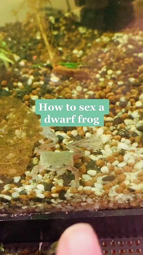 Identifying Male vs Female African Dwarf Frogs
