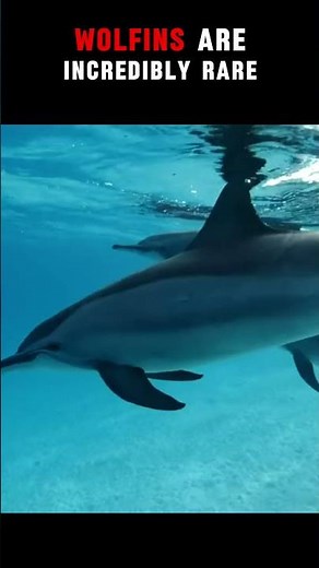 Wolphin vs Dolphin - Which ONE is Right for You?