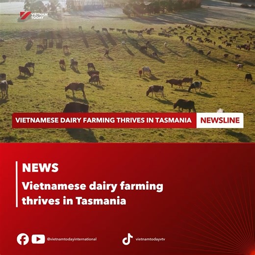 21K views · 423 reactions | Tasmania, an island at the southernmost tip of Australia and one of the few places in the world that remains unaffected by human activities. Its fertile soil and endless lush green pastures create the ideal conditions for flora and fauna to thrive. Some enterprising Vietnamese have chosen this land to build their careers, working closely with dairy herds and the open pastures. #vietnamtoday #yourwindowonvietnam #vtv #Tasmania #farm | Vietnam Today | Facebook