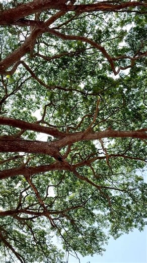 The great 100+ year old devadar tree near adyar bridge #adyar #adyarkatte #raintree #devadartree