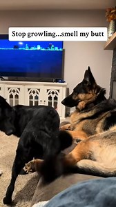 1.6K views · 45 reactions | An ANGRY German shepherd!! #shorts #gsd #germanshepherd | Cute Animals | Facebook