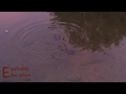 Two turtles - Having fun, or fighting? I don't know