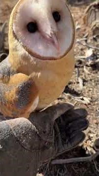 Avalina, the Barn Owl’s October!