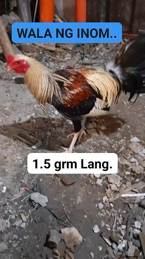 46K views · 377 reactions | KANYANG DISKARTI LANG.. #StarsEverywhere #elsfypシ゚viralvideo #fypシ゚ #viralvideochallenge #tutorial | Jojo Unabia Esguerra | Facebook