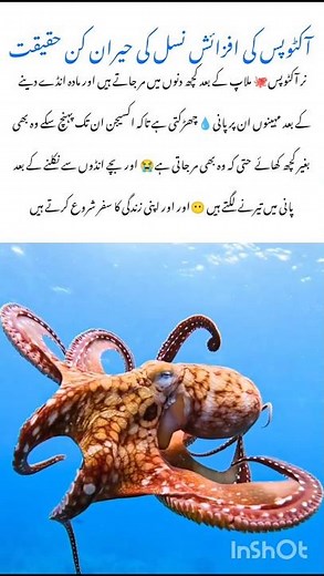 Unbelievable facts About Octopus🐙 Birth #octopus #naturefacts #nature #wildlife #shorts