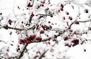 V noci udrú silné mrazy. V niektorých okresoch až mínus 19 stupňov (MAPA) | TVNOVINY.sk