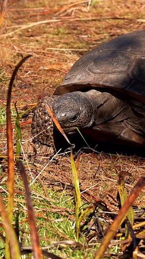 1.9K views · 52 reactions |  Gopher Tortoise grazing | Images By John Delhotal | Facebook