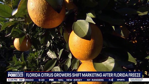 Florida increasing funding to promote fresh citrus sales