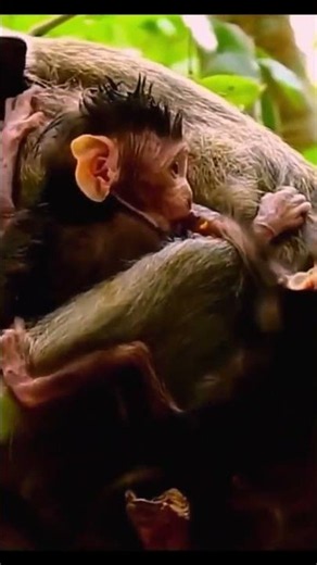 Life of Monkeys: This is why the baby monkey fell from the tree; the mother monkey was terrified.