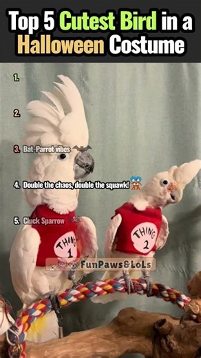 TOP 5 CUTEST BIRD IN A HALLOWEEN COSTUME 👻🎃