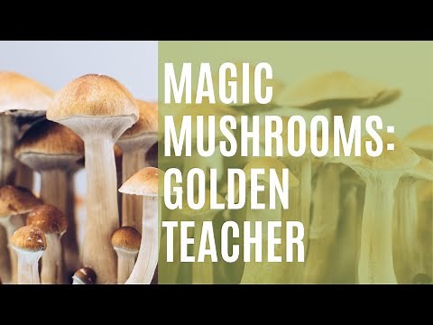 Magic Mushrooms: Golden Teacher | Just Mushrooms