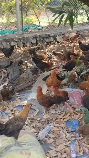 trending song 🐤🥺 | #poultryfarming #trendingshorts #shorts