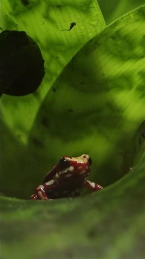 Epipedobates tricolor – Der Kleine, aber kräftig gefärbte Pfeilgiftfrosch 🐸🔥