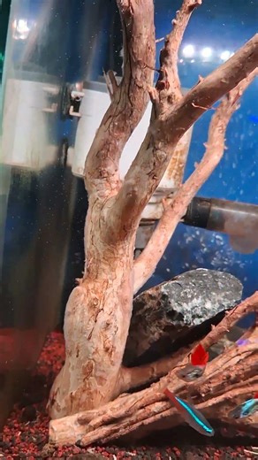 ikan hias mata merah #shorts #aquarium #ikankecil #matamerah