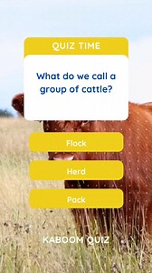 What do we call a group of cattle? #quiz #quiztime #quizreels #popquiz #triviaquiz #generalknowledgequiz #braingame #educational #science #englishquiz #englishteacher #learnenglish | Kaboom Quiz