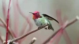 Surakav bird is one of the type of hummingbird bird species. Surakav has an amazing capacity to change its colors like a Chameleon. 19 photographers consumed 62 days to capture the color changing skills of Surakav. It is popularly known as the Color changing Bird. | Outdoor Ventures