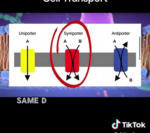 Understanding Cell Transport Mechanisms