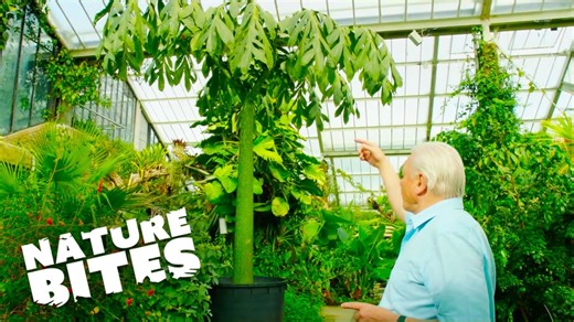 David Attenborough uncovers record-breaking plant.