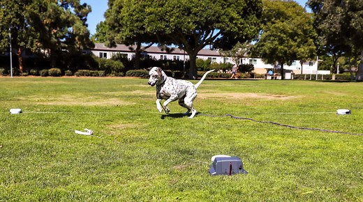 Beginner's Guide to Lure Coursing | Fitdog