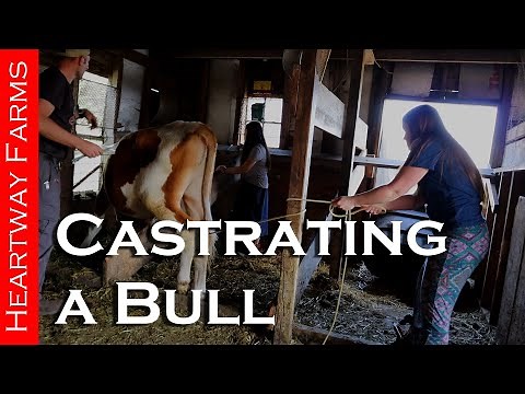 Castrating a Young Bull: the Nitty Gritty of Farm Life | Heartway Farms | Must Watch |