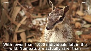 19K views · 312 reactions | Find out how you can help protect our endangered Numbats. | Perth Zoo | Facebook