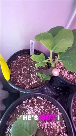 Spots on Your Fig Leaves 🍃? Watch This ASAP!