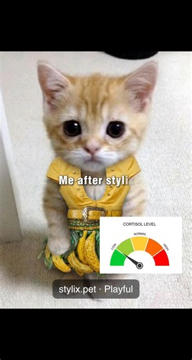 stylix.pet | Link in Bio | POV: your cortisol levels drop the exact second beat hits 😮‍💨🔥 #funny